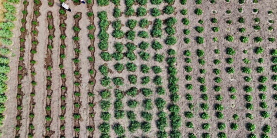 Ağrı'da Hibeli Sebze Üretiminde Başarı: Hedef 14 Bin Ton Verim Ağrı’da Hibeli Sebze Üretiminde Başarı: Hedef 14 Bin Ton Verim