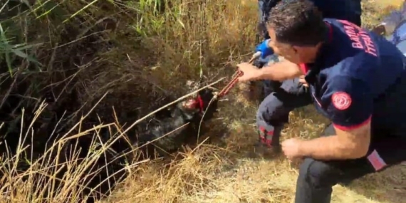 Batman'da Kuyuya Düşen Keçi Kurtarma Operasyonu Başarıyla Tamamlandı Batman’da Kuyuya Düşen Keçi Kurtarma Operasyonu Başarıyla Tamamlandı