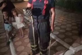 Batman'da Site Bahçesinde Yılan Paniği: Sakinleri Telaşlandıran Olay batmanda-site-bahcesinde-yilan-panigi-sakinleri-telaslandiran-olay-s6U8pZLf.jpg