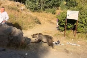 bebekle-kucaginda-ayi-saldirisina-ugrayan-annenin-hikayesi-d8Ns3UZi.jpg