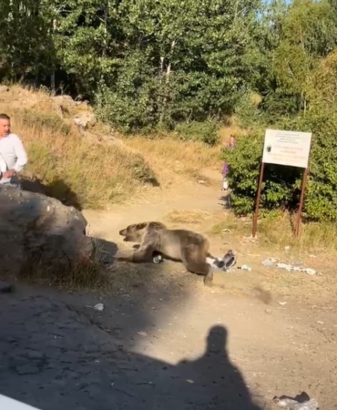 bebekle-kucaginda-ayi-saldirisina-ugrayan-annenin-hikayesi-d8Ns3UZi.jpg