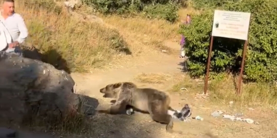 Bebekle Kucağında, Ayı Saldırısına Uğrayan Annenin Hikayesi Bebekle Kucağında, Ayı Saldırısına Uğrayan Annenin Hikayesi