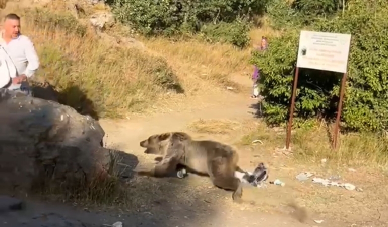 bebekle-kucaginda-ayi-saldirisina-ugrayan-annenin-hikayesi-d8Ns3UZi.jpg
