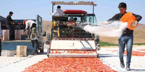 Dünya Sofralarının Yıldızı: Domateste 315 Ton Rekolte Beklentisi Dünya Sofralarının Yıldızı: Domateste 315 Ton Rekolte Beklentisi