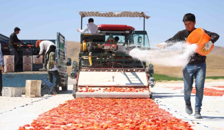 dunya-sofralarinin-yildizi-domateste-315-ton-rekolte-beklentisi-GwDvbYUI.jpg