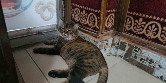 Elazığ'da 4 Yıldır Çay Ocağının Maskotu Olan 'Bıdık' Elazığ’da 4 Yıldır Çay Ocağının Maskotu Olan ‘Bıdık’