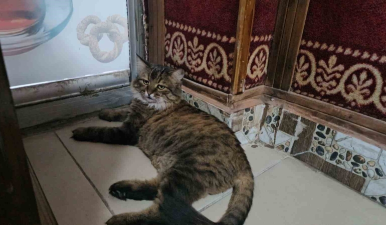 elazigda-4-yildir-cay-ocaginin-maskotu-olan-bidik-DkKqUsrV.jpg