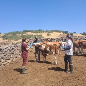 elazigda-buyukbas-hayvanlar-icin-yenilikci-asilama-projesi-smTK52IT.jpg