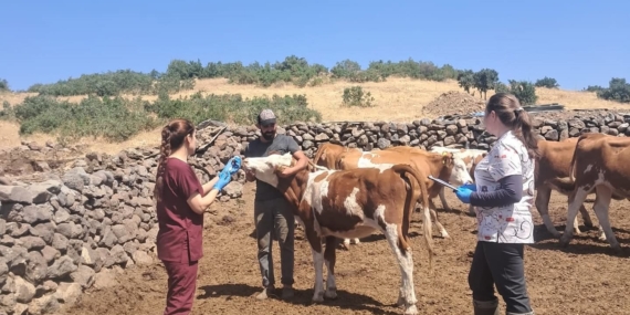 Elazığ'da Büyükbaş Hayvanlar İçin Yenilikçi Aşılama Projesi Elazığ’da Büyükbaş Hayvanlar İçin Yenilikçi Aşılama Projesi