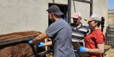 Elazığ'da İthal Besilik Hayvanlarda Yenilikçi Numune Çalışması Gerçekleştirildi elazigda-ithal-besilik-hayvanlarda-yenilikci-numune-calismasi-gerceklestirildi-6divBD3s.jpg