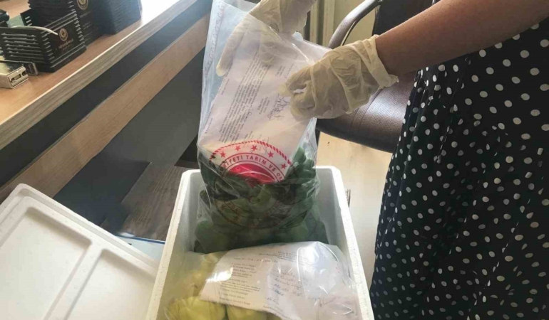 elazigda-pestisit-denetim-surecleri-devam-ediyor-xFRtxYhd.jpg
