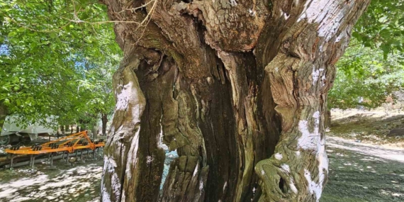 Elazığ'daki Zamana Direnen Dut Ağaçları Elazığ’daki Zamana Direnen Dut Ağaçları