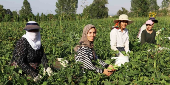 Girişimci Kadınların Emeğiyle Değerlendirilen Gevaş Fasulyesi Girişimci Kadınların Emeğiyle Değerlendirilen Gevaş Fasulyesi