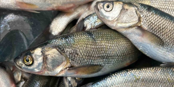 İnci Kefali Tezgâhları Süslemeye Başladı: Balık Severler İçin Yeni Bir Lezzet! İnci Kefali Tezgâhları Süslemeye Başladı: Balık Severler İçin Yeni Bir Lezzet!
