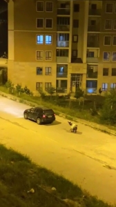 karsta-esegi-arabaya-baglayarak-zorla-goturenler-saskinlik-yaratti-CMfcKUAx.jpg