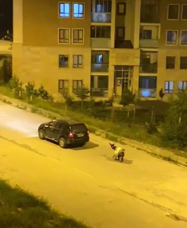 karsta-esegi-arabaya-baglayarak-zorla-goturenler-saskinlik-yaratti-CMfcKUAx.jpg