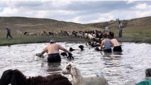karsta-sicak-hava-ile-mucadele-sicaktan-etkilenen-koyunlar-derede-serinletildi-1BUNatps.jpg