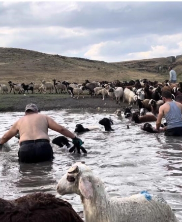 karsta-sicak-hava-ile-mucadele-sicaktan-etkilenen-koyunlar-derede-serinletildi-1BUNatps.jpg