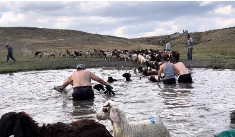 karsta-sicak-hava-ile-mucadele-sicaktan-etkilenen-koyunlar-derede-serinletildi-1BUNatps.jpg