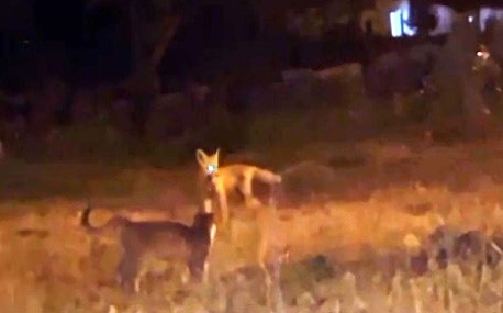 Kars'ta Tilki ve Kedilerin Eğlenceli Oyunu Kameralara Yansıdı Kars’ta Tilki ve Kedilerin Eğlenceli Oyunu Kameralara Yansıdı