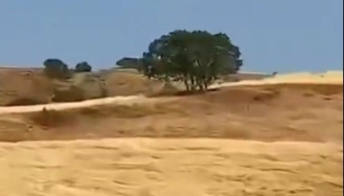 Muş'ta Çoban ve Köpekler, Kurt Saldırısını Başarıyla Engelledi Muş’ta Çoban ve Köpekler, Kurt Saldırısını Başarıyla Engelledi