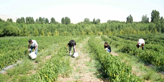 Muş'ta Kavurucu 40 Derecede Kurutmalık Sebze Hazırlığı Muş’ta Kavurucu 40 Derecede Kurutmalık Sebze Hazırlığı