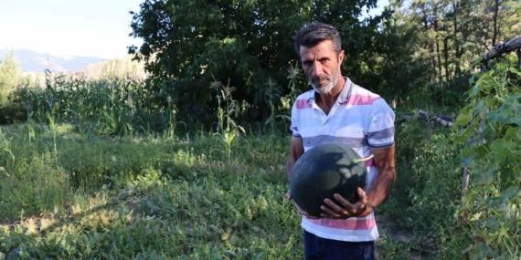 Oltu'da Eşsiz Yerlisi: Karain Karpuzunun Hasat Zamanı Oltu’da Eşsiz Yerlisi: Karain Karpuzunun Hasat Zamanı