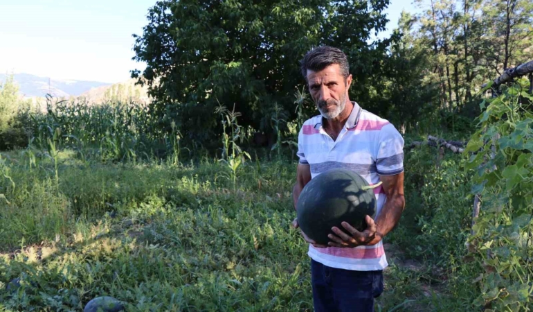 oltuda-essiz-yerlisi-karain-karpuzunun-hasat-zamani-HhQuugDR.jpg