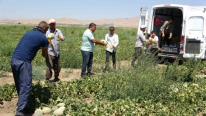 sihke-kavunu-hasadi-basladi-lezzetli-bir-geleneksel-urun-dka3mH1P.jpg