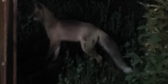 Tatvan İlçesinde Tilki Alarmı: Panik Yaşandı