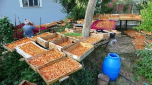 vanda-essiz-kayisi-kurutma-donemi-basladi-4utHbfn1.jpg