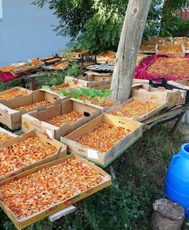 vanda-essiz-kayisi-kurutma-donemi-basladi-4utHbfn1.jpg