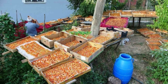 Van'da Eşsiz Kayısı Kurutma Dönemi Başladı Van’da Eşsiz Kayısı Kurutma Dönemi Başladı