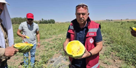 Van'da Sarı Karpuzun Eşsiz Dönemi Başladı! Van’da Sarı Karpuzun Eşsiz Dönemi Başladı!