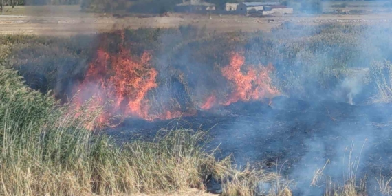 Alevler İçinde Göçmen Kuşların Yuvası: Bir Doğa Felaketi