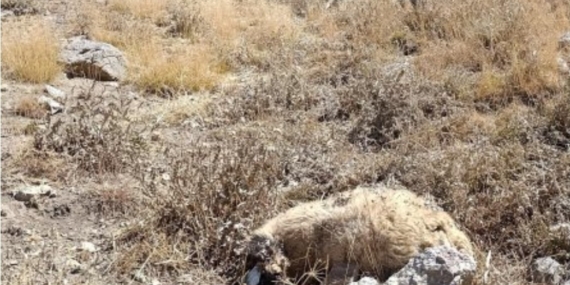 Başkale'de Kurt Saldırısı: Onlarca Koyun Telef Oldu, Çiftçilerin Kayıpları Arttı Başkale’de Kurt Saldırısı: Onlarca Koyun Telef Oldu, Çiftçilerin Kayıpları Arttı