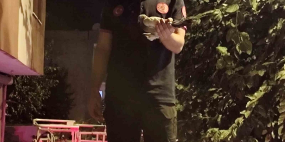 Batman'da Ağaçta Asılı Güvercin İtfaiye Ekipleri Tarafından Kurtarıldı! Batman’da Ağaçta Asılı Güvercin İtfaiye Ekipleri Tarafından Kurtarıldı!