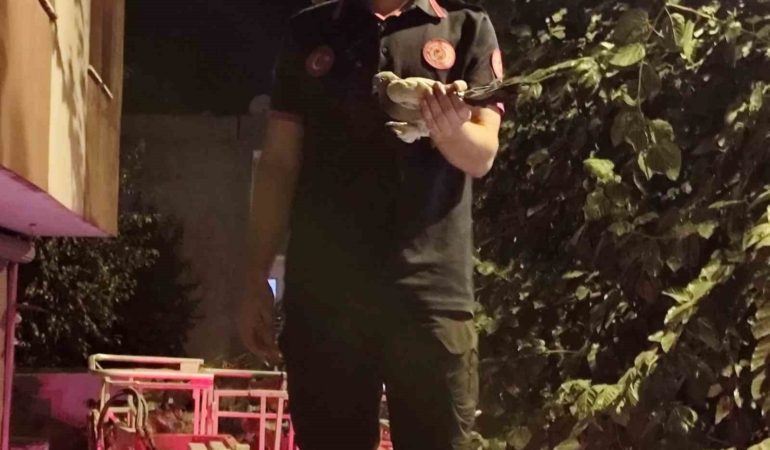 batmanda-agacta-asili-guvercin-itfaiye-ekipleri-tarafindan-kurtarildi-vvPf2StB.jpg