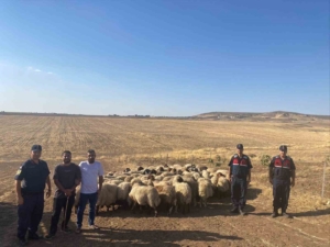 batmanda-kayip-suru-jandarma-dronlariyla-tespit-edildi-yvDLPYeS.jpg