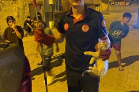 Batman'da Pano İçinde Mahsur Kalan Kedilere İtfaiye Ekiplerinden Enerji Dolu Kurtarma Operasyonu batmanda-pano-icinde-mahsur-kalan-kedilere-itfaiye-ekiplerinden-enerji-dolu-kurtarma-operasyonu-kTJZigtD.jpg