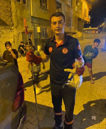 batmanda-pano-icinde-mahsur-kalan-kedilere-itfaiye-ekiplerinden-enerji-dolu-kurtarma-operasyonu-kTJZigtD.jpg
