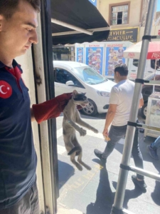 batmanda-platform-arasinda-sikisan-sirin-kedi-kurtarildi-MeIQ1ElZ.jpg