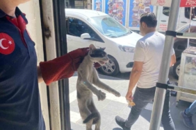 Batman'da Platform Arasında Sıkışan Şirin Kedi Kurtarıldı batmanda-platform-arasinda-sikisan-sirin-kedi-kurtarildi-MeIQ1ElZ.jpg
