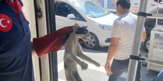 Batman'da Platform Arasında Sıkışan Şirin Kedi Kurtarıldı Batman’da Platform Arasında Sıkışan Şirin Kedi Kurtarıldı