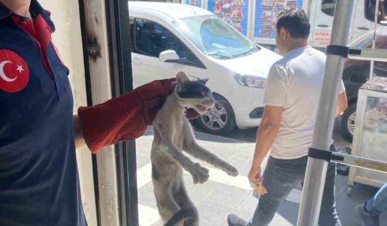 batmanda-platform-arasinda-sikisan-sirin-kedi-kurtarildi-MeIQ1ElZ.jpg