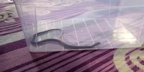 Diyarbakır’da Çocuk Odasında Yılan Şaşkınlığı: 4. Katta Yaşanan Olay