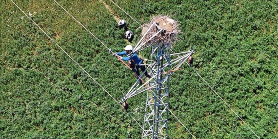 Doğu Anadolu'da Leylekler ve Enerji Güvenliğinin Sağlanması Doğu Anadolu’da Leylekler ve Enerji Güvenliğinin Sağlanması