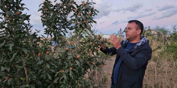 Doğu’nun Soğuklarında Sıcak İklim Meyveleri Yetiştirmek: Bir Tarım Hikayesi