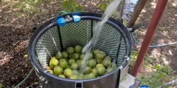 Dünyaca Ünlü Adilcevaz Cevizi Hasadı Resmen Başladı! Dünyaca Ünlü Adilcevaz Cevizi Hasadı Resmen Başladı!