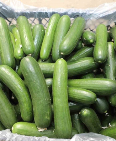 elazigda-17-bin-ton-salatalik-uretimiyle-yeni-ortu-alti-sezonu-basladi-jtfGUdVR.jpg